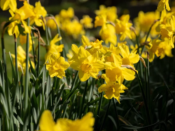 Narcisos Amarillos Sol Primavera — Foto de Stock