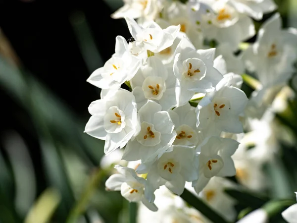 日本冬季白色水仙花在花园 — 图库照片