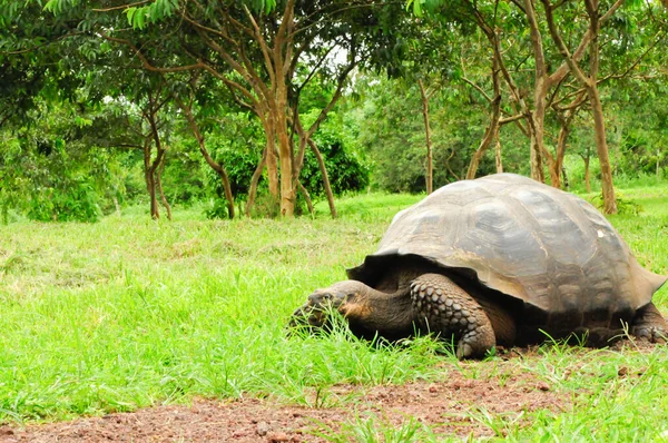 Tartaruga Gigante Tartaruga Galápagos Equador — Fotografia de Stock