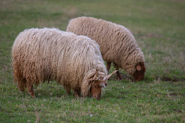 Duas Ovelhas Com Chifres Ovelha Racka Ovis Pastando Prado Verde — Fotografia de Stock