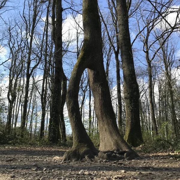 Uma Árvore Com Dois Troncos Que Parecem Pernas Esta Árvore — Fotografia de Stock