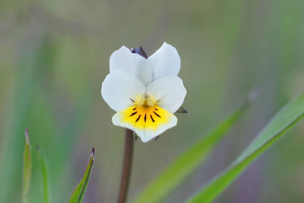 Primer Plano Campo Blanco Amarillo Aspecto Frágil Viola Arvensis —  Fotos de Stock