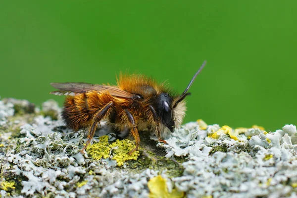 Zbliżenie Samca Czerwonego Murarza Pszczoła Osmia Rufa Porostów Pokryte Drewnem — Zdjęcie stockowe