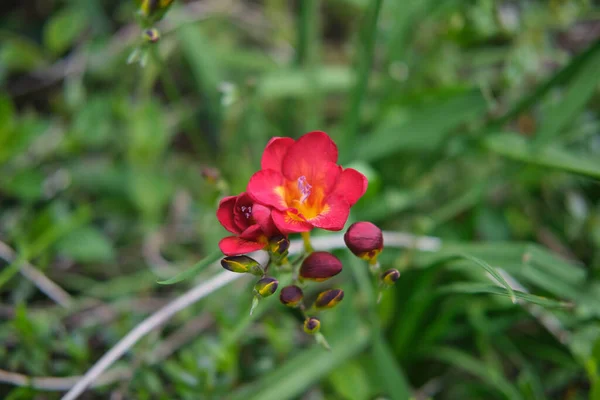 Eine Nahaufnahme Von Kleinen Roten Blumen Umgeben Von Viel Grün — Stockfoto