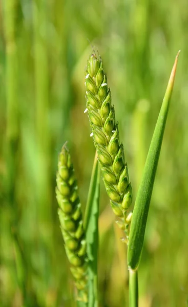 Tiro Close Vertical Trigo Verde — Fotografia de Stock