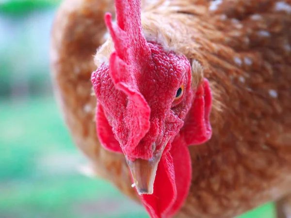 有一张漂亮的照片 是一只有红色顶冠的母鸡的特写 — 图库照片