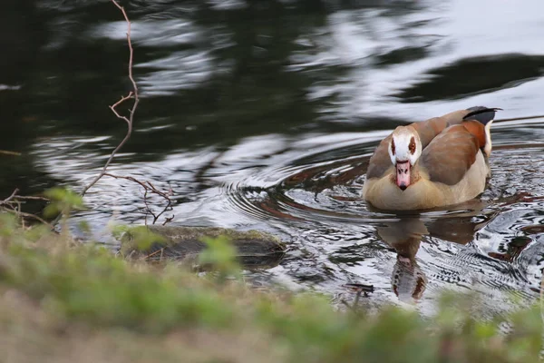 Tiro Perto Pato Marrom Nadando Uma Lagoa — Fotografia de Stock