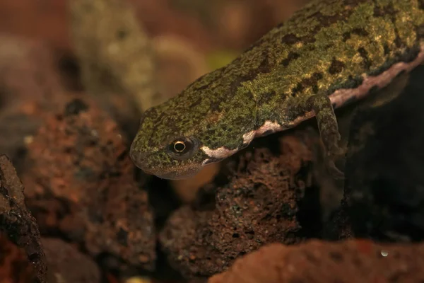 Gros Plan Juvénile Aquatique Triton Italien Est Lissotriton Italicus — Photo