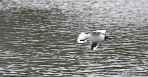 Une Belle Mouette Tête Noire Sur Mer — Photo