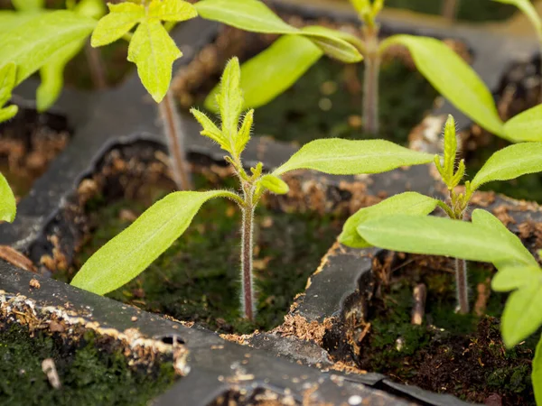 Jonge Tomatenplant Zaailingen Groeien Potten Kas — Stockfoto