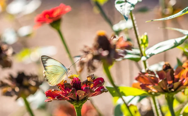 Gros Plan Beau Papillon Vert Sur Une Fleur Rose — Photo