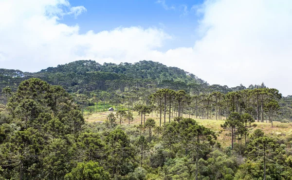 Una Scena Tropicale Brasile Con Folti Alberi Cespugliosi Una Strada — Foto Stock