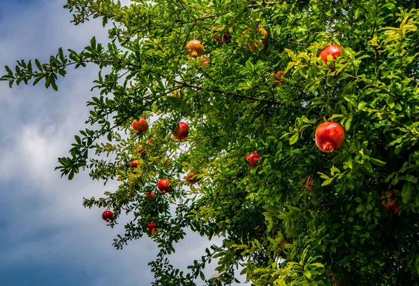 Närbild Bild Bild Ett Granatäpple Träd Blå Himmel Bakgrund — Stockfoto