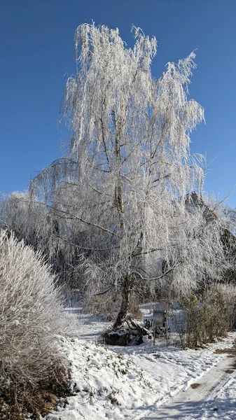 冬天的一棵雪树 — 图库照片