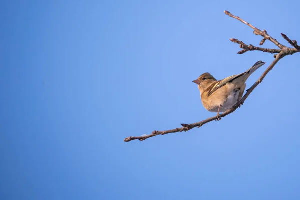 Pajarito Posado Sobre Una Rama Sobre Fondo Azul Del Cielo —  Fotos de Stock