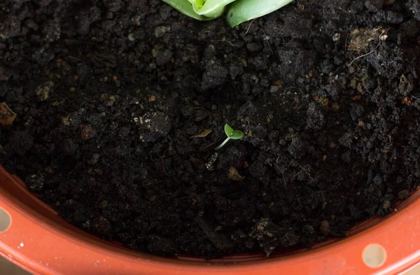 Tiro Close Uma Planta Crescendo Pote — Fotografia de Stock