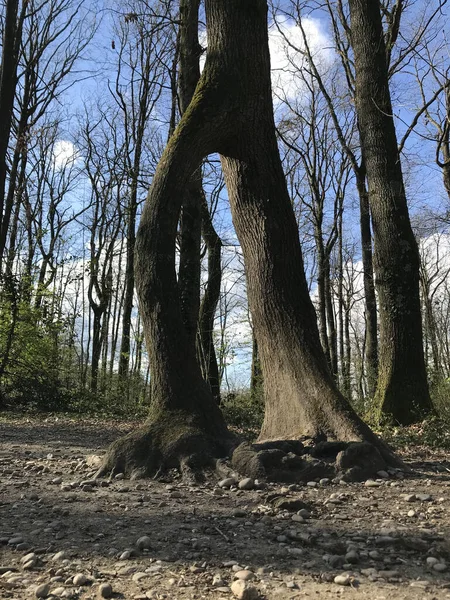 Strom Dvěma Kmeny Které Vypadají Jako Nohy Zdá Tento Strom — Stock fotografie