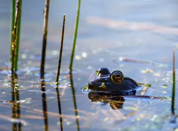 Eine Selektive Fokusaufnahme Eines Frosches Auf Der Oberfläche Eines Sumpfes — Stockfoto