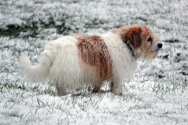 Een Close Shot Van Een Hond Sneeuw — Stockfoto