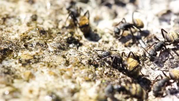Vista Cercana Las Hormigas Suelo Día Soleado — Vídeos de Stock