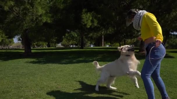一位年轻的女教师在公园教把戏 还在玩她的白金毛猎犬 — 图库视频影像