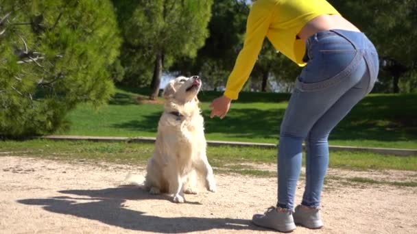Young Female Teaching Tricks Playing Her White Golden Retriever Park — Stock Video