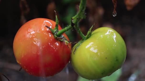 Tomates Frescos Creciendo Aire Libre Concepto Verano Vista Cercana — Vídeos de Stock