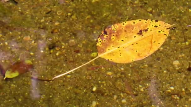 Automne Feuilles Tombées Surface Eau Vue Près — Video