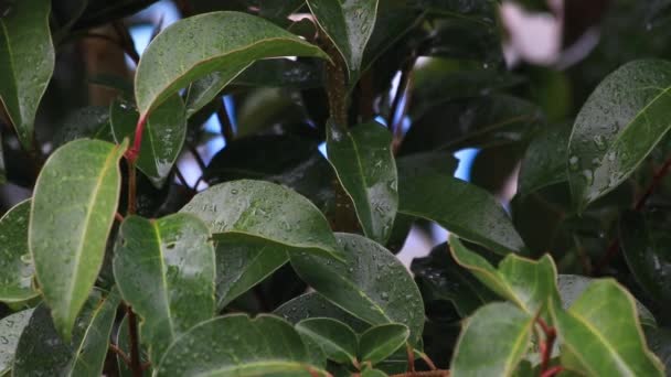 Groene Bladeren Flora Gebladerte — Stockvideo