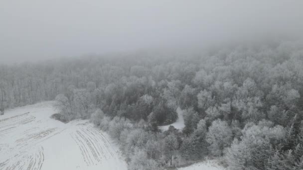 Een Drone Uitzicht Bossen Bedekt Met Bomen Sneeuw Onder Een — Stockvideo