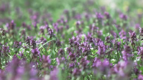 Hermosas Flores Púrpuras Jardín — Vídeos de Stock