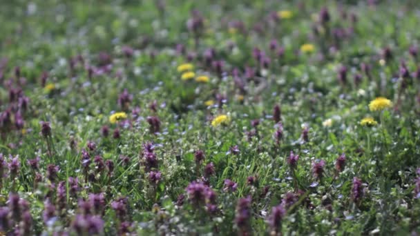 Mooie Bloemen Tuin — Stockvideo