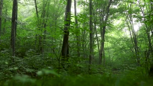 Bosque Verde Por Mañana — Vídeos de Stock