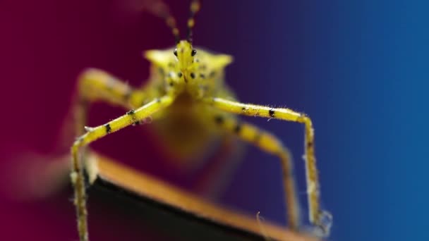 Close Van Insecten — Stockvideo