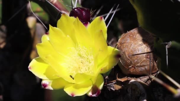 Függőleges Felvétel Egy Sárga Rózsaszín Virágról — Stock videók