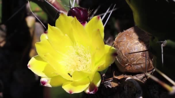 Een Verticaal Shot Van Een Gele Roze Bloem — Stockvideo