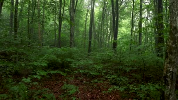 朝の緑の森 — ストック動画