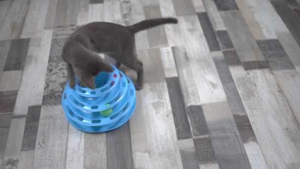 Blick Auf Niedliche Katze Spielt Mit Spielzeug Auf Dem Boden — Stockvideo