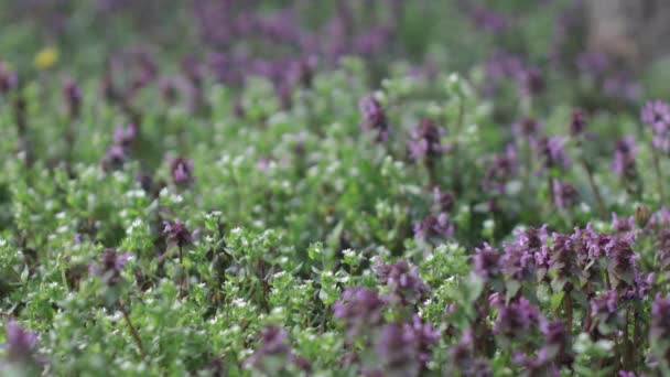 Красивый Фиолетовый Цветок Летнем Саду Фон Цветами Зелеными Листьями — стоковое видео
