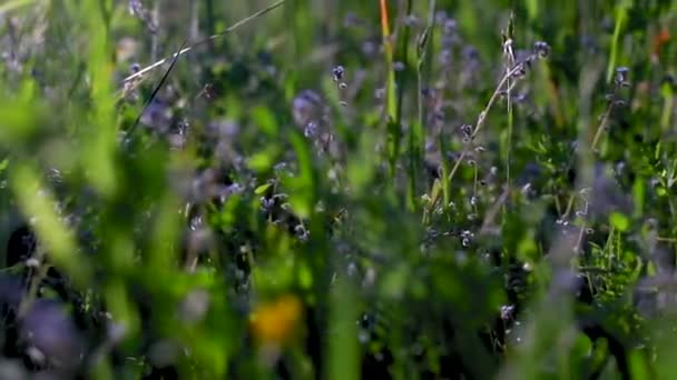 Mooi Botanisch Schot Natuurlijk Behang — Stockvideo