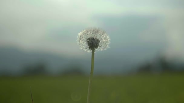 Красива Біла Квітка Траві — стокове відео