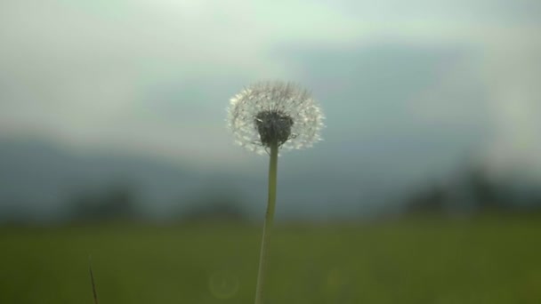 Mooie Witte Bloem Het Gras — Stockvideo