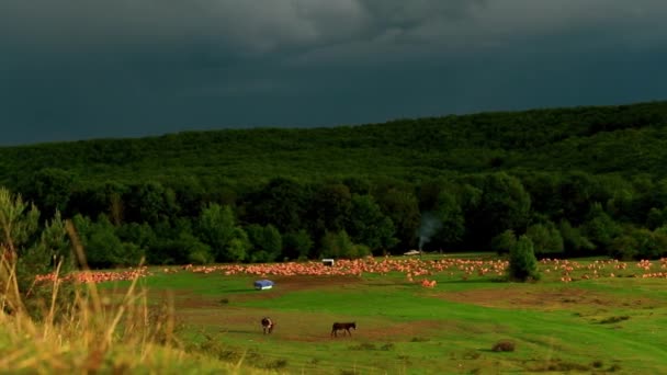 Schöne Landschaft Mit Schafen Die Auf Dem Feld Grasen — Stockvideo