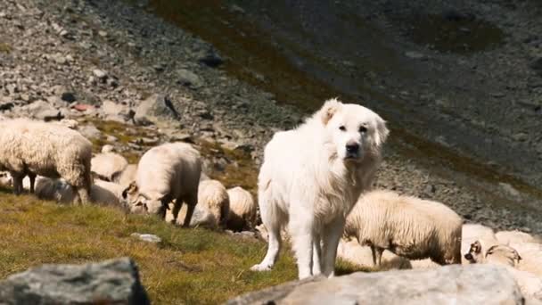 Pâturage Des Moutons Montagne — Video