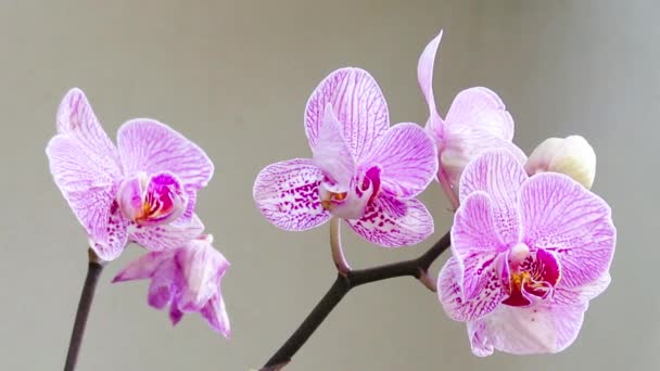 Orchidee Natuur Close Uitzicht — Stockvideo