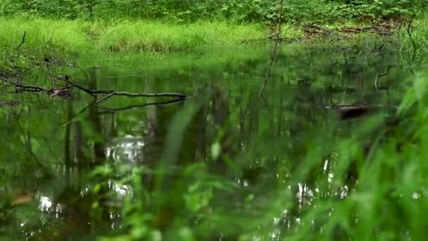 Schöner Blick Auf Teich Wald — Stockvideo