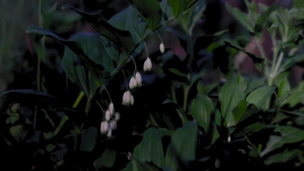 Mooi Botanisch Schot Natuurlijk Behang — Stockvideo