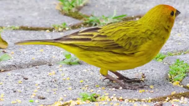 Vacker Utsikt Över Vacker Grön Fågel Naturen — Stockvideo