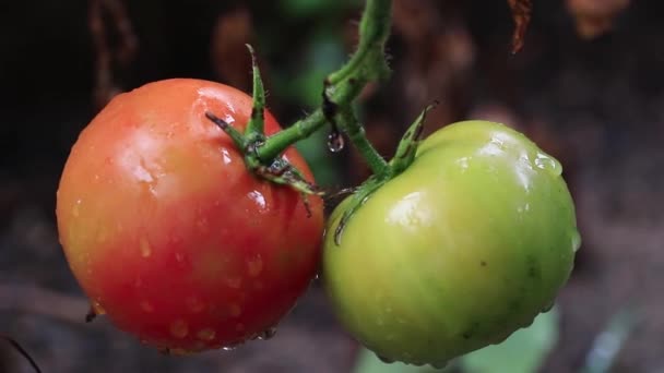 Verse Tomaten Groeien Buiten Zomer Concept Close View — Stockvideo