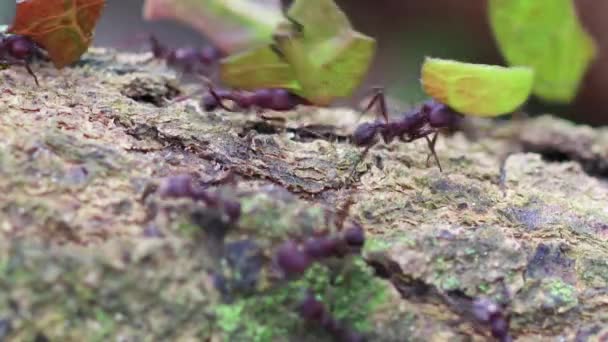 Yüksek Çözünürlüklü Yaprakları Olan Bir Grup Karınca — Stok video